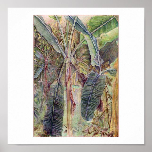 Póster Bananas Árvores © 2010 (Frente)