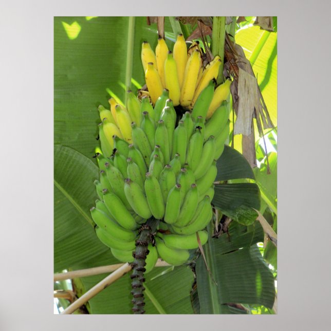 Póster Bananas de maturação (Frente)
