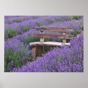 Poster banc dans la lavande