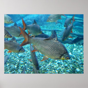 Poster Banco de areia dos peixes