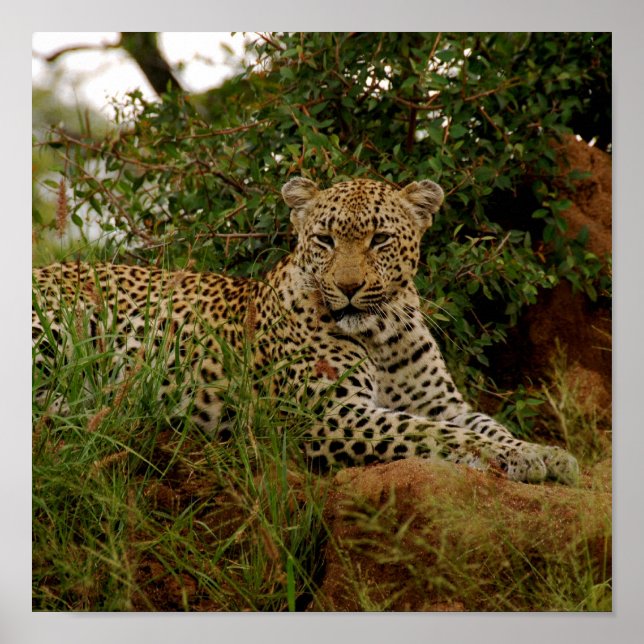 Poster Banco do Rio Dudley -2 (Frente)