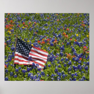 Póster Bandeira americana no campo das capotas azuis, 2