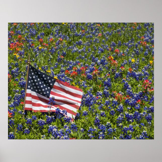 Póster Bandeira Americana no campo dos Blue Bonnets, 2 (Frente)