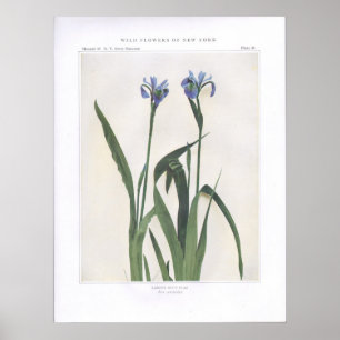 Póster Bandeira azul maior - íris versicolor