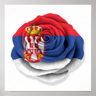 Poster Bandeira cor-de-rosa sérvio no branco