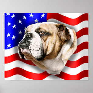 Poster Bandeira dos E.U. do patriota do buldogue