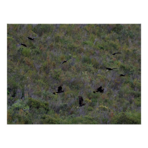 Póster Bando de Cockatoas Negras de cauda amarela
