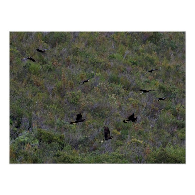 Póster Bando de Cockatoas Negras de cauda amarela (Frente)