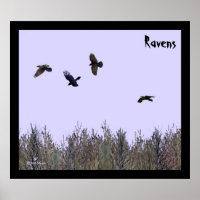 Bando de Ravens