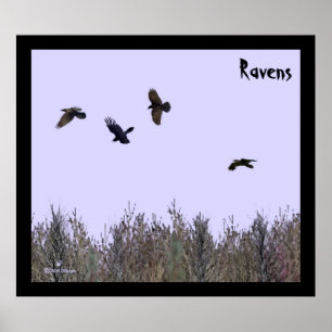 Poster Bando de Ravens