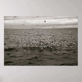 Póster Bando islandês de aves