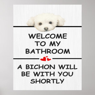 Poster Banheiro Bichon Frise