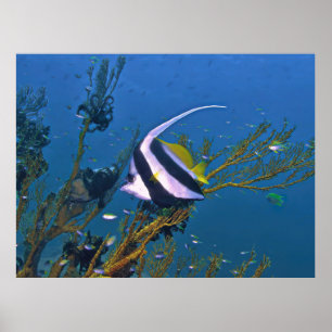 Poster Bannerfish no Coral