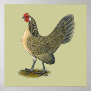 Póster Bantam neerlandês: Blue Quail Hen