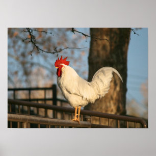 Póster "Bantam pela Manhã"