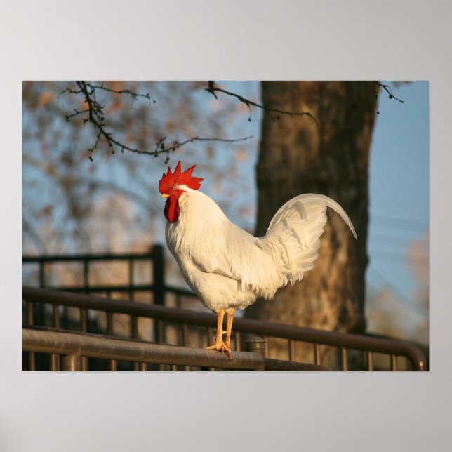 Póster "Bantam pela manhã" (Frente)