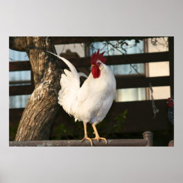 Póster Bantam Rooster