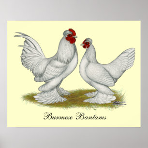 Póster Bantams birmanês