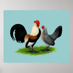 Póster Bantams Holandeses: Cream Light Brown
