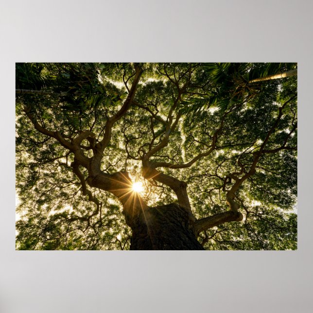 Poster Banyan Tree Canopy Sunstar (Frente)