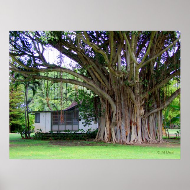 Poster Banyan Tree Cottage (Frente)