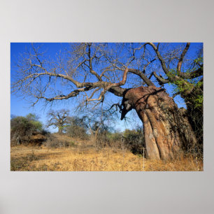 Poster Baobá (Adansonia Digitata), Nacional Kruger