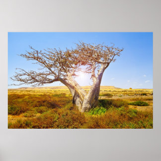 Póster Baobab