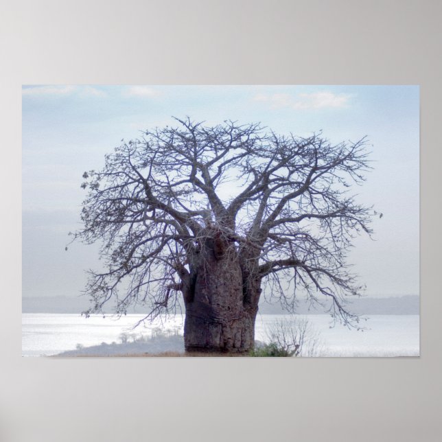 Poster Baobab (Adansonia Digitata), Luanda (Frente)