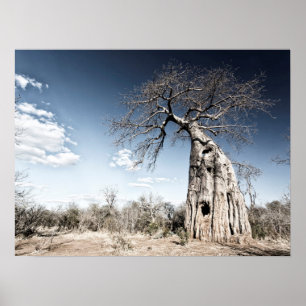 Poster Baobab Tree no Parque Nacional de Mana Piscina