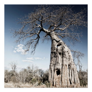 Póster Baobab Tree no Parque Nacional de Mana Piscina, Zi