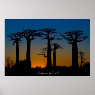 Poster Baobabs da Madagáscar
