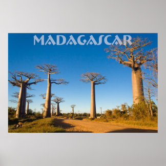 Póster Baobabs de Madagascar