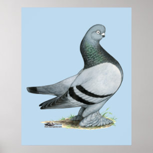 Poster Bar Azul Berliner Tumbler Pigeon