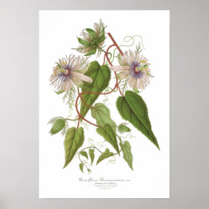 Póster Baraquimima do Passiflora