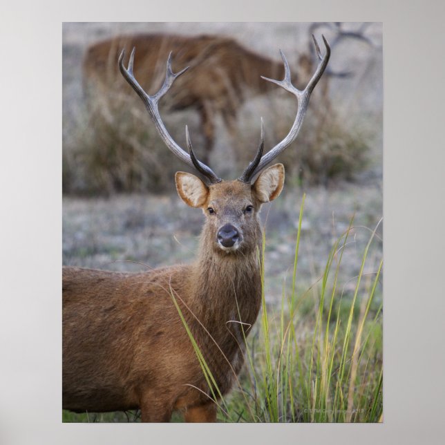 Póster Barasingha ou Barasinga (Rucervus (Frente)