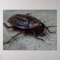 Barata