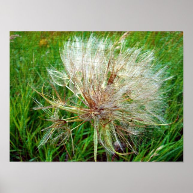 Poster Barba de Cabra (Frente)