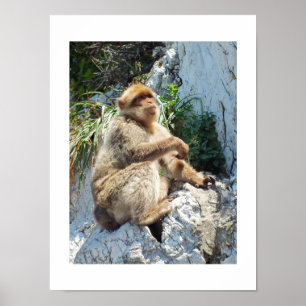 Poster Barbary macaque monkey