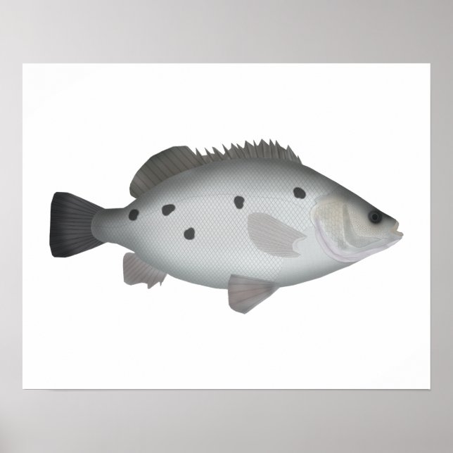 Poster Barcoo Grunter (Frente)