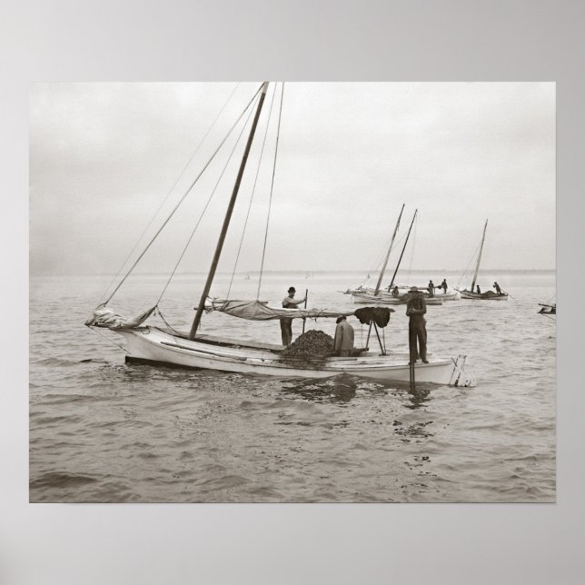 Póster Barcos de ostras, 1903. Foto antiga (Frente)
