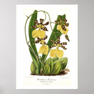 Póster Barkerii de Oncidium