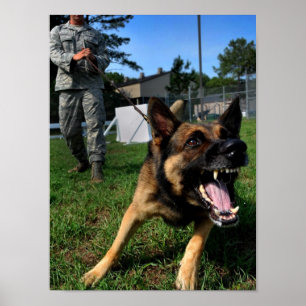 Poster Barking German Shepherd