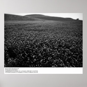 Poster Barley Field at Montezuma Hills by Ansel Adams