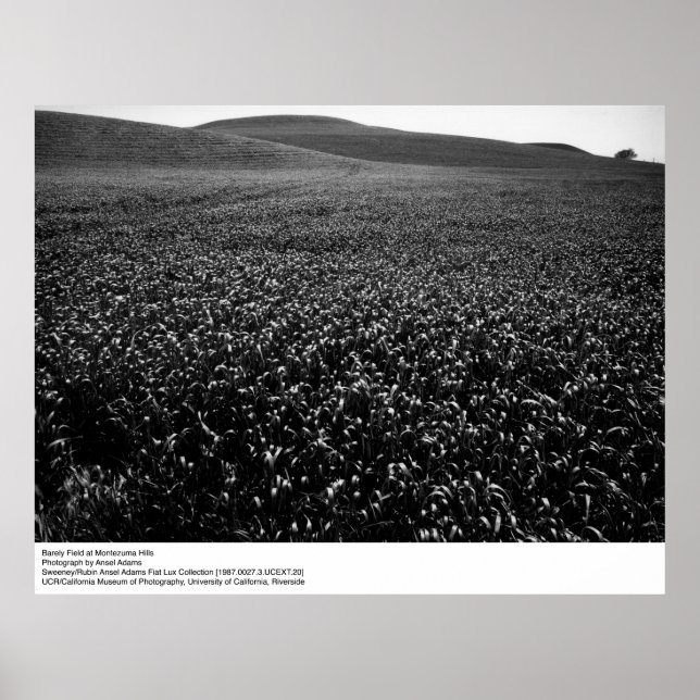 Poster Barley Field at Montezuma Hills by Ansel Adams (Frente)