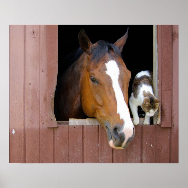 Póster Barn Buddies (Frente)