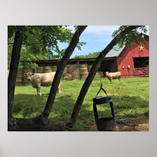 Poster Barn & Cows, Rural Carolina do Norte