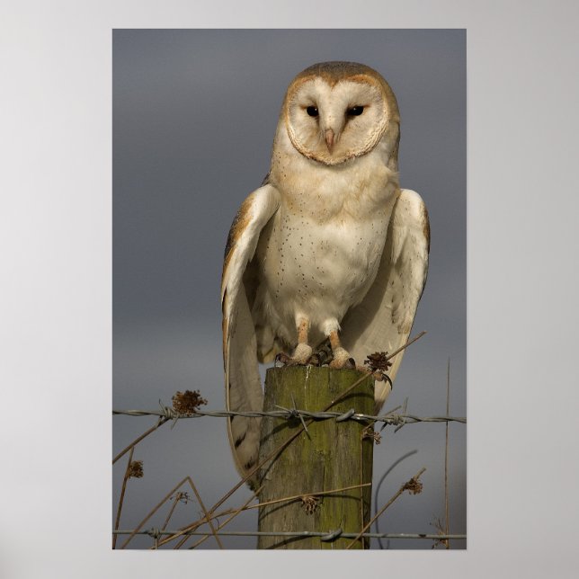 Póster Barn Owl (Frente)