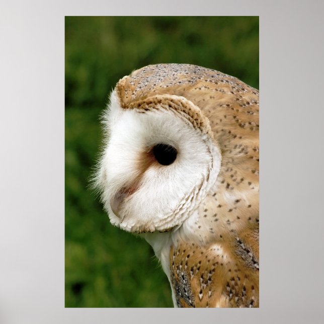 POSTER BARN OWL (Frente)
