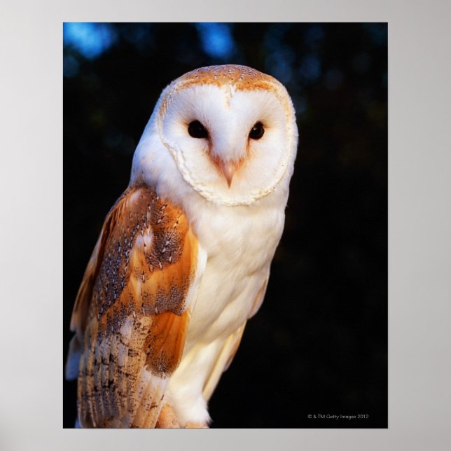 Poster Barn Owl 2 (Frente)