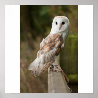 Póster Barn Owl em uma cerca